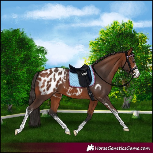 Horse Color:Bay Sabino Blanket