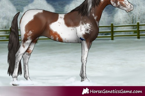 Horse Color:Bay Sabino Tobiano 