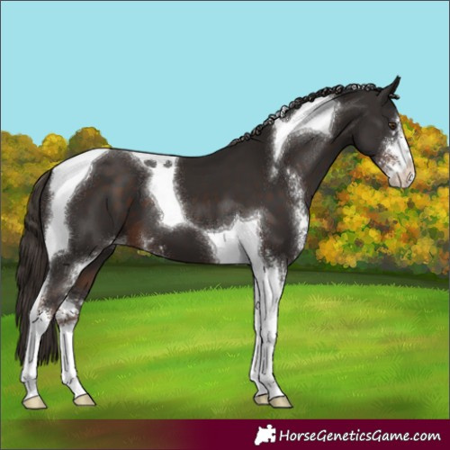 Horse Color:Liver Chestnut Sabino Tobiano
