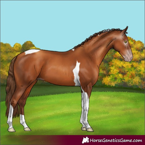 Horse Color:Gray Gold Champagne Tobiano