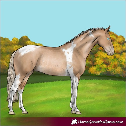 Horse Color:Chocolate Palomino Pearl Tobiano Rabicano 