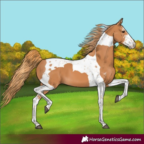 Horse Color:Chestnut Sabino Tobiano