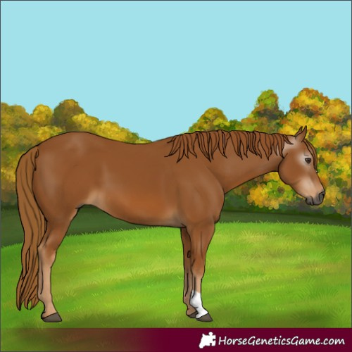 Horse Color:Gray Chestnut 