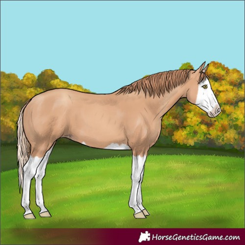 Horse Color:Gold Champagne Splash 