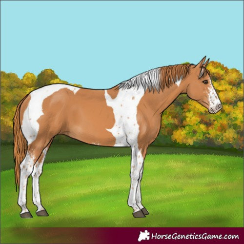 Horse Color:Chestnut Sabino Tobiano 