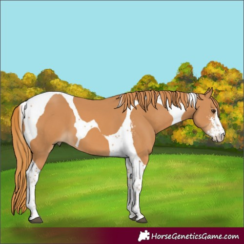 Horse Color:Chestnut Sabino Tobiano