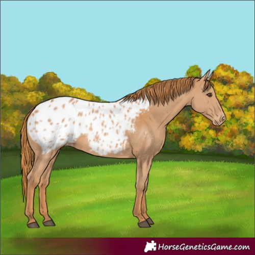Horse Color:Chestnut Appaloosa