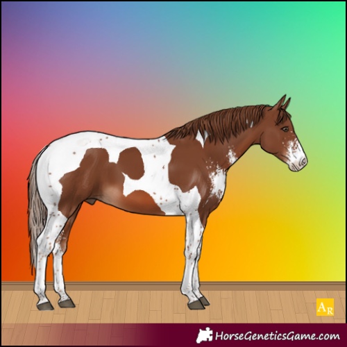 Horse Color:Chestnut Sabino Tobiano 