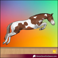Horse Color:Chestnut Sabino Tobiano