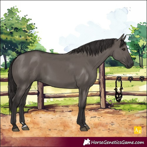 Horse Color:Smoky Grullo 