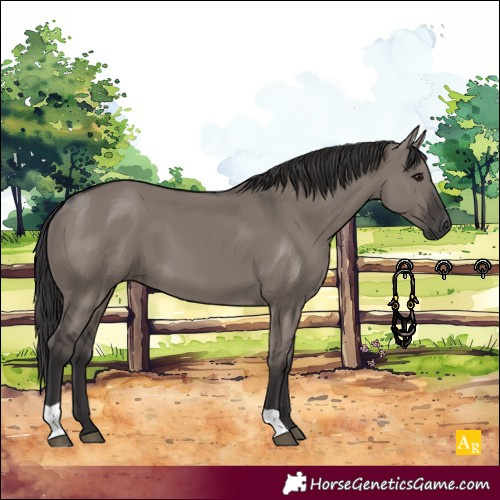 Horse Color:Smoky Grullo 