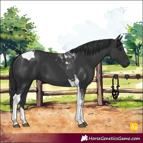 Horse Color:Black Tobiano 