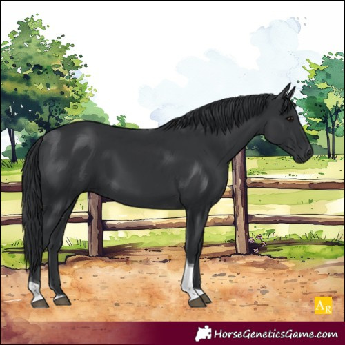 Horse Color:Black Tobiano 