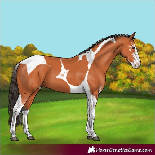 Horse Color:Bay Sabino Tobiano