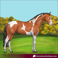 Horse Color:Bay Sabino Tobiano
