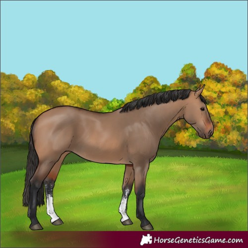 Horse Color:Bay Dun Sabino Rabicano 