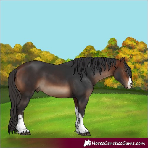 Horse Color:White Spotted Bay