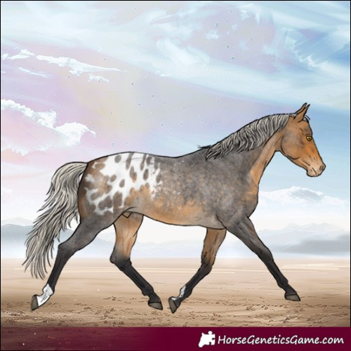 Horse Color:Silver Buckskin Roan Appaloosa 