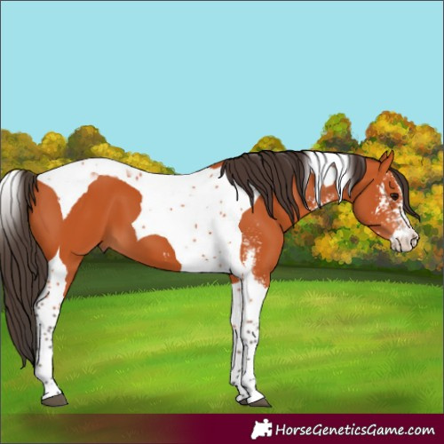 Horse Color:Bay Sabino Tobiano 