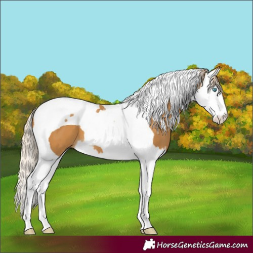Horse Color:Palomino Splash Tobiano 