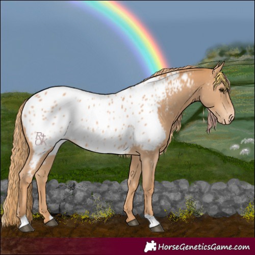 Horse Color:Chestnut Near Leopard