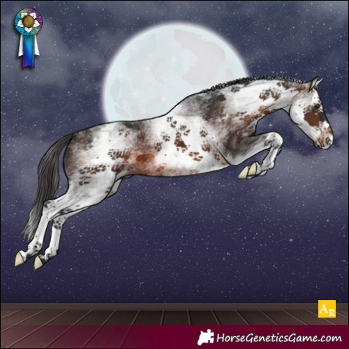 Horse Color:White Spotted Brown Splash 