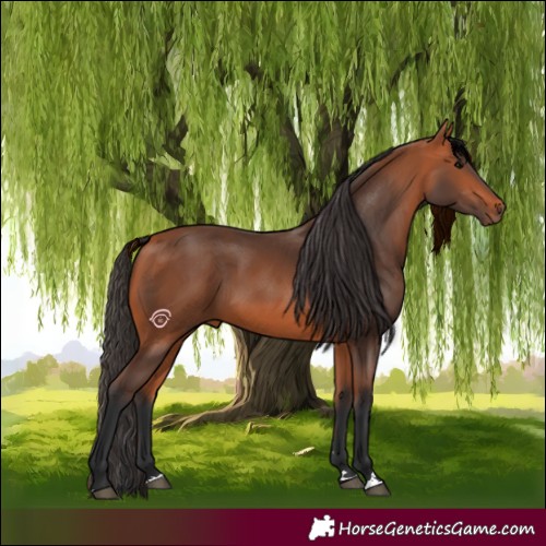Horse Color:Bay 
