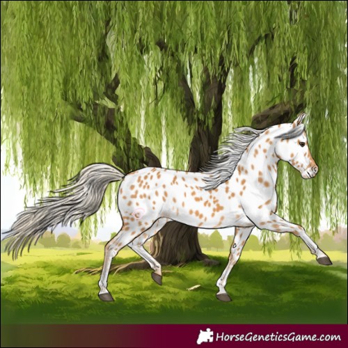 Horse Color:Palomino Appaloosa