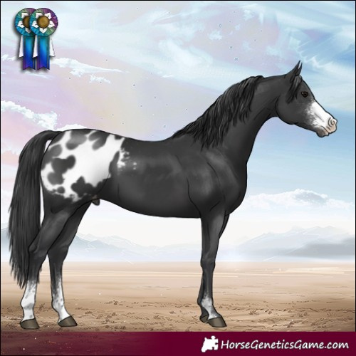 Horse Color:Black Sabino Appaloosa 