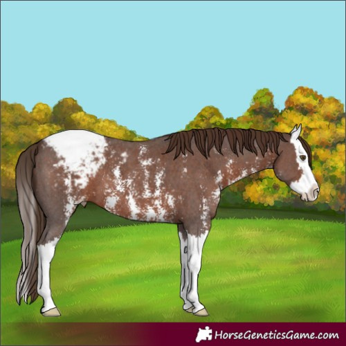 Horse Color:Liver Chestnut Sabino Splash Snowcap 