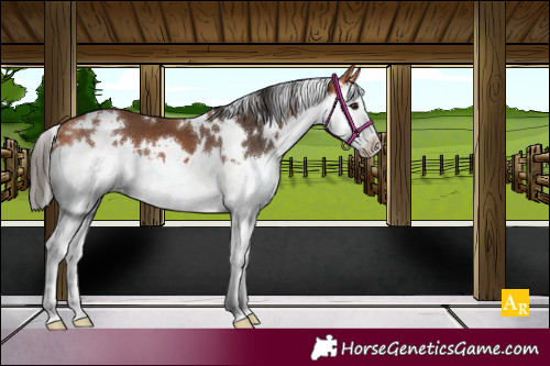 Horse Color:White Spotted Bay Splash 
