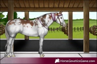 Horse Color:White Spotted Bay Splash