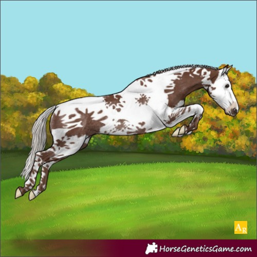 Horse Color:Silver Black Splash Tobiano Rabicano
