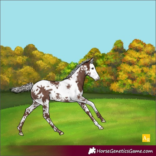 Horse Color:Silver Black Splash Tobiano Rabicano 