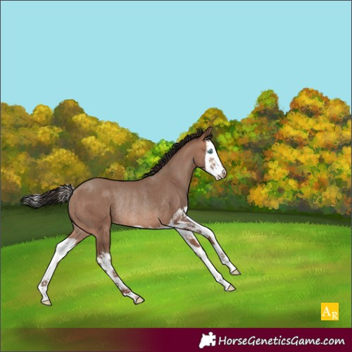 Horse Color:Sable Champagne Splash Rabicano 