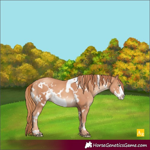 Horse Color:White Spotted Gold Champagne Frame