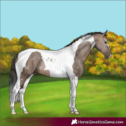 Horse Color:Brown Dun Tobiano Rabicano