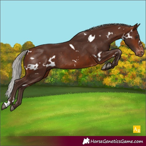 Horse Color:White Spotted Silver Brown Varnish Rabicano 