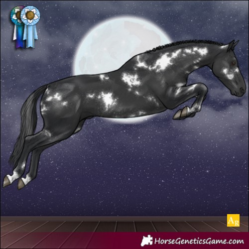 Horse Color:White Spotted Black Rabicano 