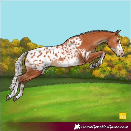 Horse Color:Silver Bay Sabino Appaloosa