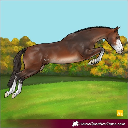 Horse Color:Bay Sabino 