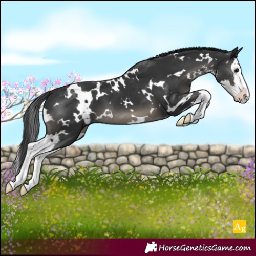 Horse Color:White Spotted Black Sabino Splash
