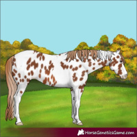 Horse Color:Chestnut Tobiano Leopard 