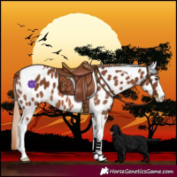 Horse Color:Chestnut Tobiano Leopard