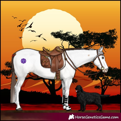 Horse Color:Bay Dun Tobiano Fewspot