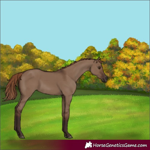 Horse Color:Liver Red Dun 