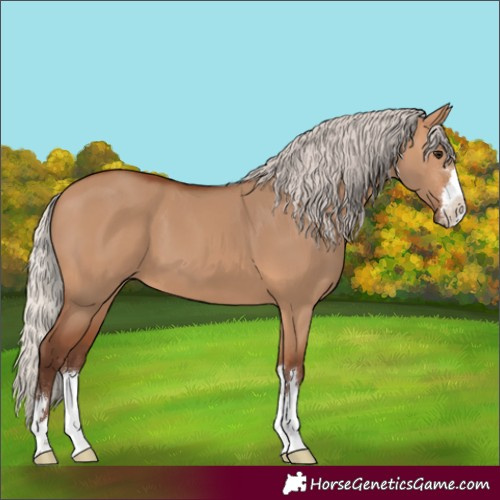 Horse Color:Silver Bay Dun 