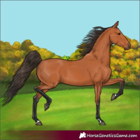 Horse Color:Bay 