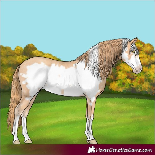 Horse Color:Gold Champagne Frame Rabicano