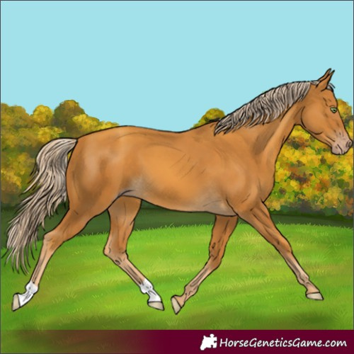 Horse Color:Gold Cream Champagne
